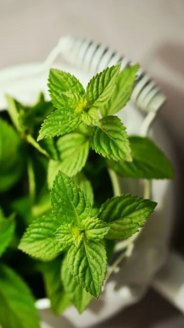 Peppermint Leaves Medicinal Leaves