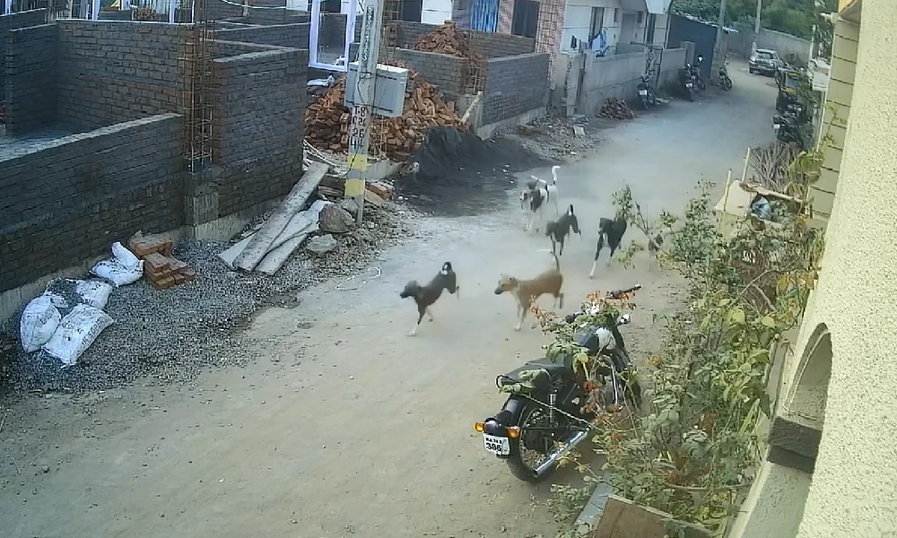 Stray dogs chase away girl and attack her