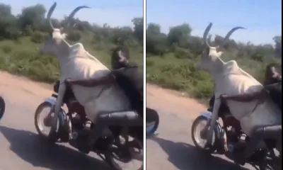 bull and bike