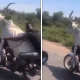 bull and bike