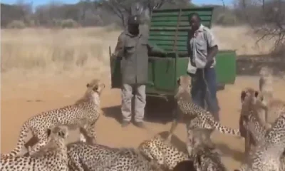 cheeta