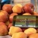 How do you like them apples... helping people watch the final on a mobile phone