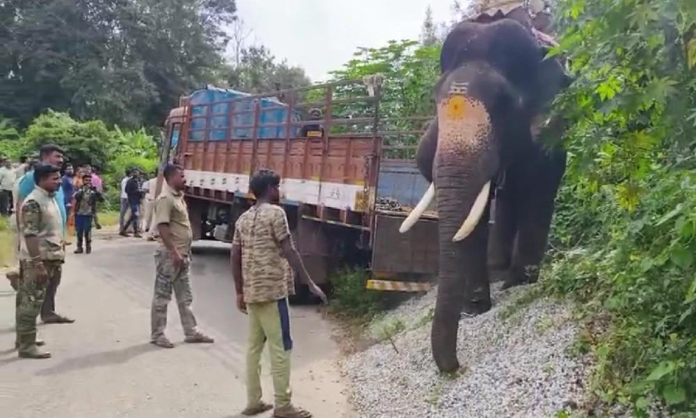 Installation of radio collars for elephants