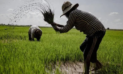 farmer