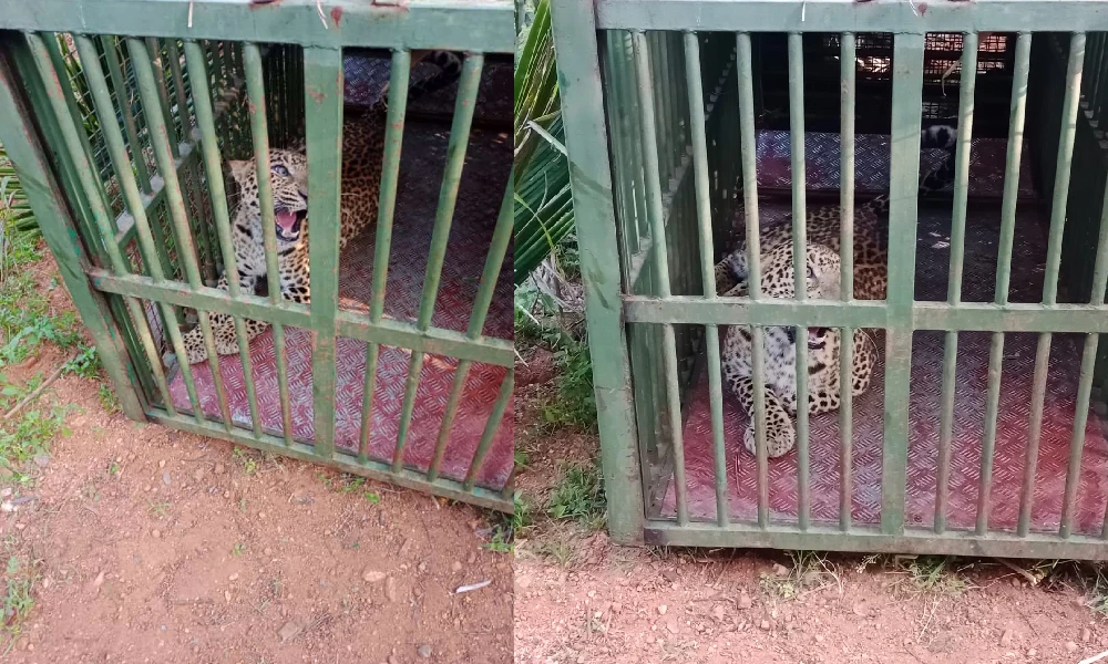 leopard-attack in mysore