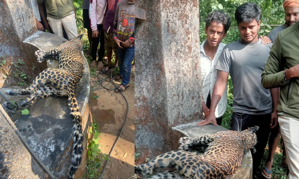 leopard Death