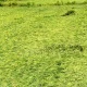 paddy crop damage in Gangavati Karatagi