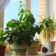 plant indoor