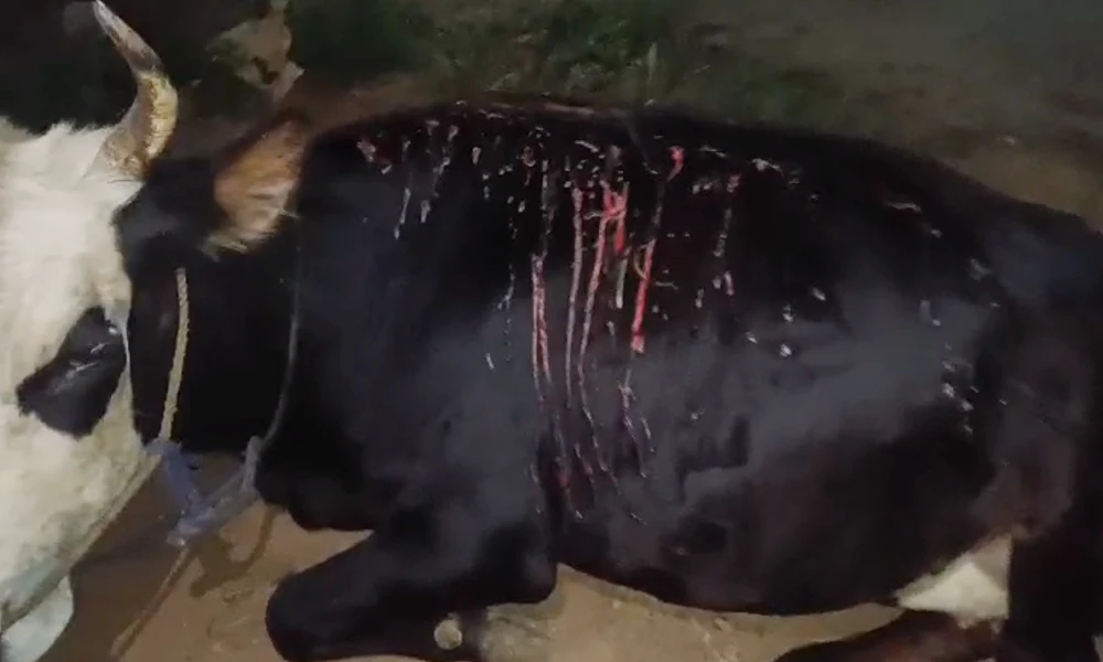  Acid attack on cows