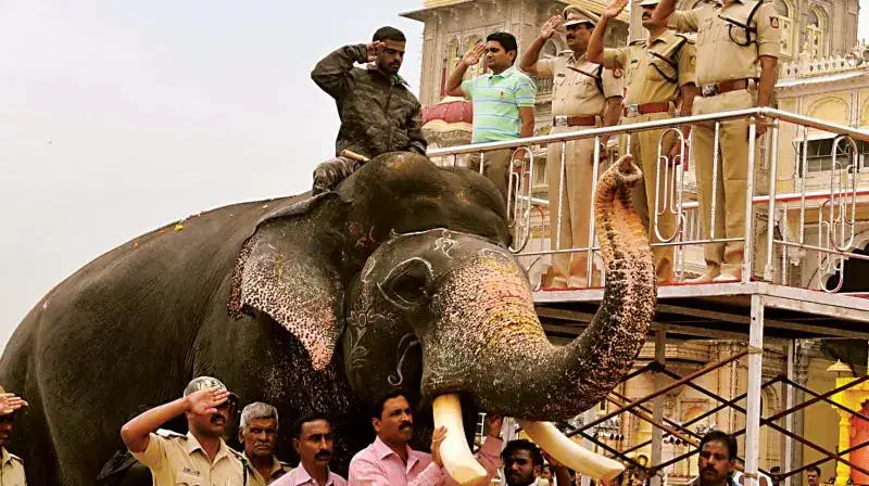 Elephant Arjuna 