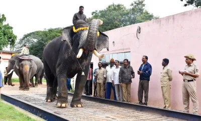Elephant Arjuna