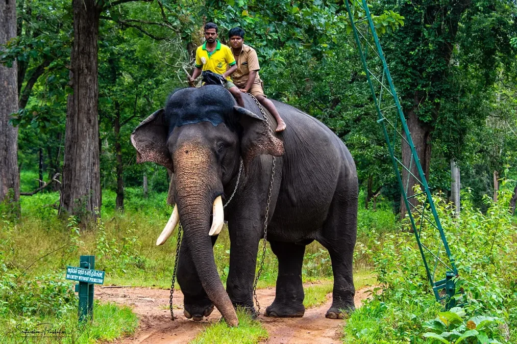 Elephant Arjuna at Jungle