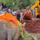 Anjuna elephant the end