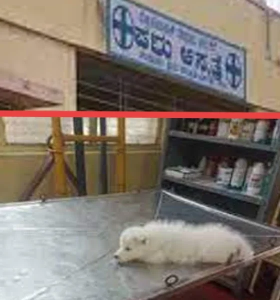Bad news for animal lovers 24 veterinary hospitals in Bengaluru shifted