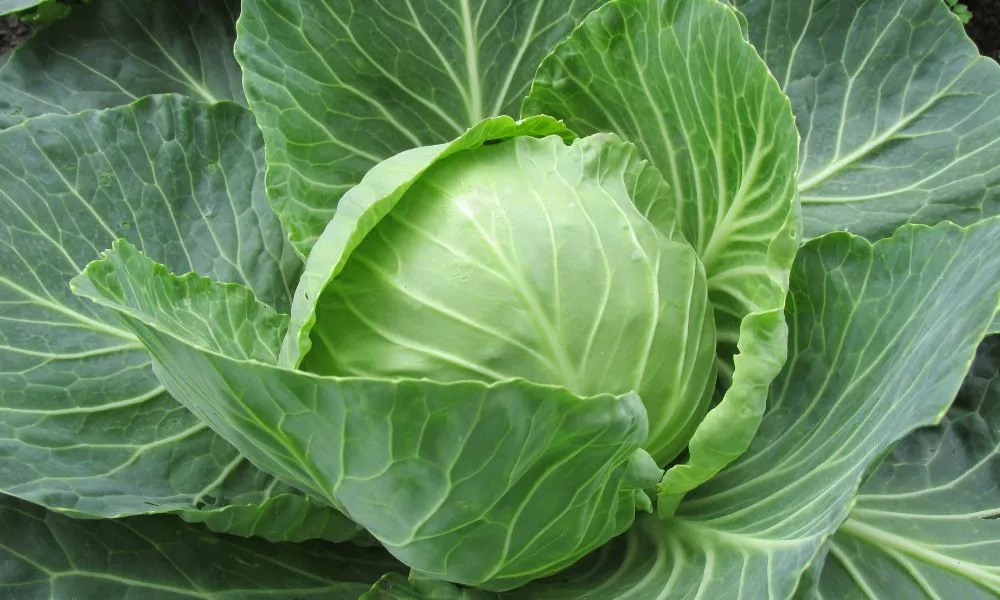 Benefits Of Cabbage