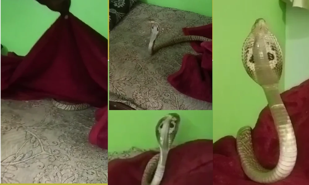 Snake in Bed Sheet