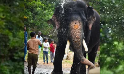 Dasara Elephant Arjuna