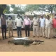 Dead body of crocodile found in Kampli