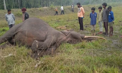 Elephant dies of electric shock in mandya