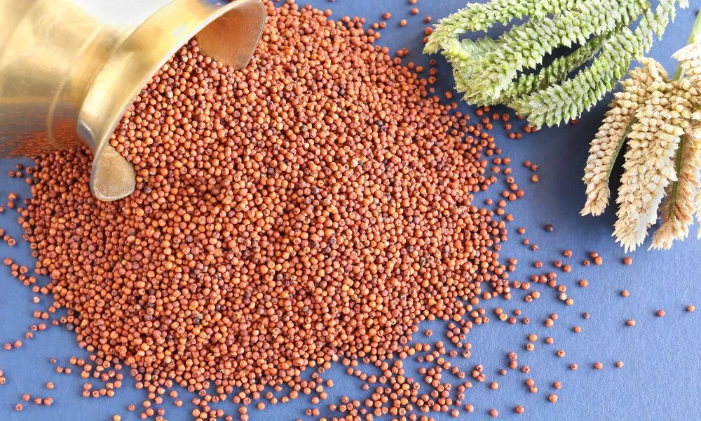 Healthy Food Ragi or Finger Millet