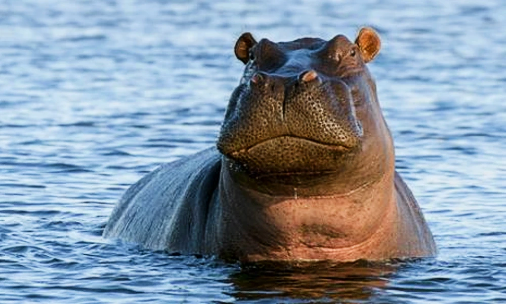 Zoo staff killed by Hippopotamus in Lucknow