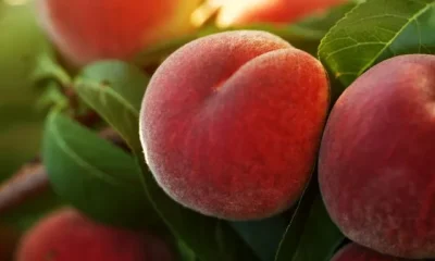 Image of Peach Benefits