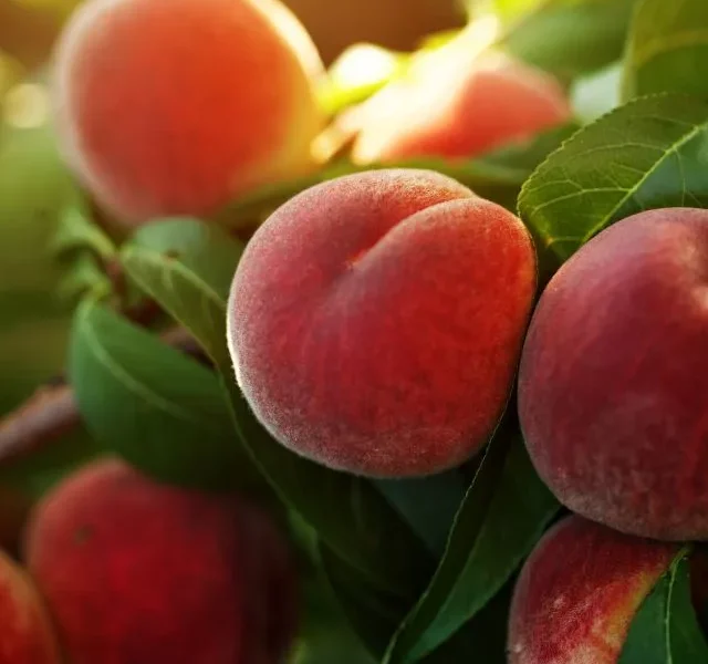 Image of Peach Benefits