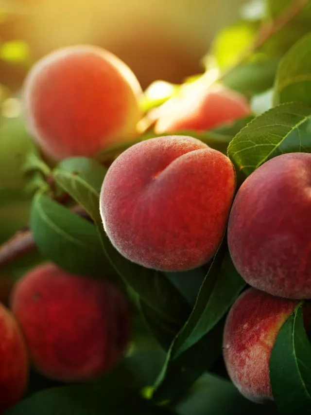 Peach Benefits: Health Benefits Of Peach