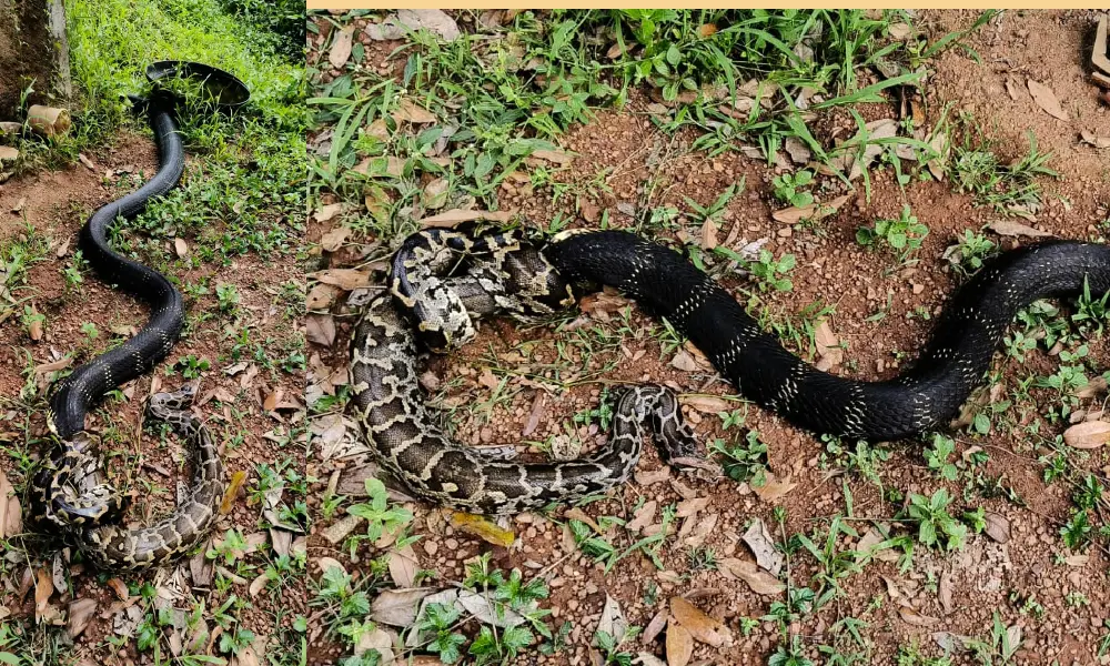 Python fights with King Cobra