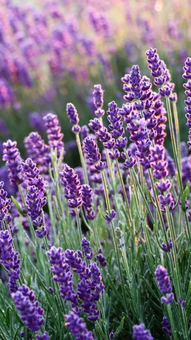 Lavender Fragrant Flowers