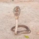 Rescue of a cobra that fell in a well in Mundaragi