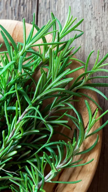 Rosemary Anti Infective Foods