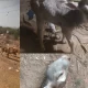 Calf attacked by stray dogs