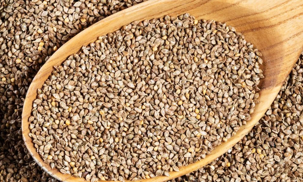 Unhulled Barnyard Millet Seeds in Wood Spoon