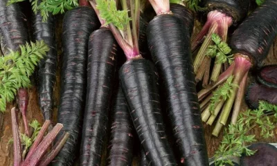 Winter Vegetable Black Carrot