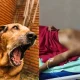 Man throws acid on owner for barking dog
