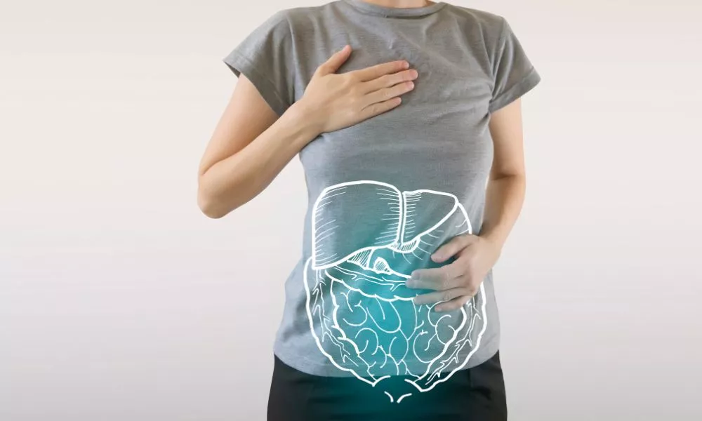 healthy internal organs of human digestive system