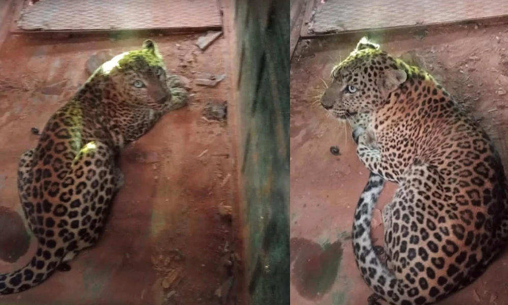 leopard found in mysore