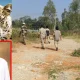 in bengaluru rural man was missing. leopard attack
