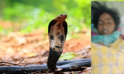 snake bite in vijayanagar
