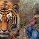 Man dead in tiger attack in Chamarajanagar