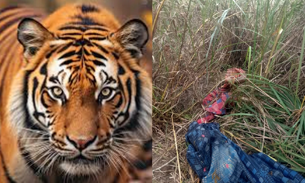 Man dead in tiger attack in Chamarajanagar