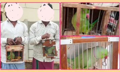 Arrest of two accused who were telling astrology using rose ringed parrots in ripponpet