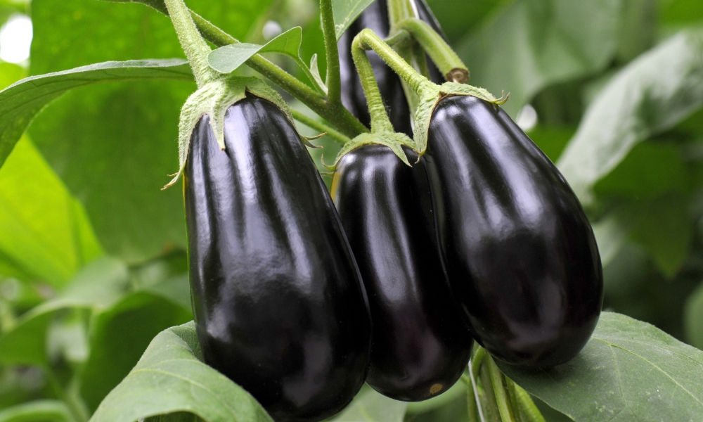 Benefits Of Eggplant