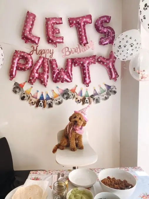 Birthday celebration for dogs too
