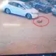 Driver drives car over dog