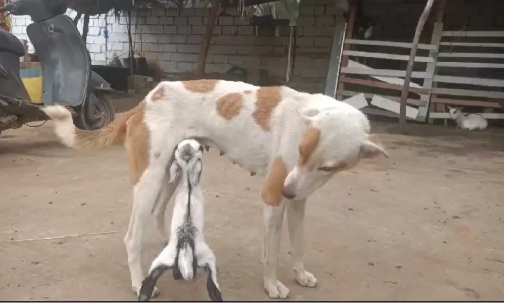 A dog feeding a goat People who are attracted to motherhood  
