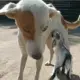 A dog feeding a goat People who are attracted to motherhood