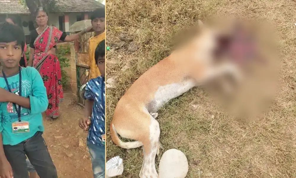 Dog dies of blast in Tumkur sira1