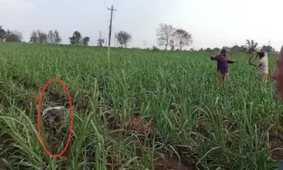 Agricultural labourer dies after being electrocuted by a cut electric wire in sugarcane field
